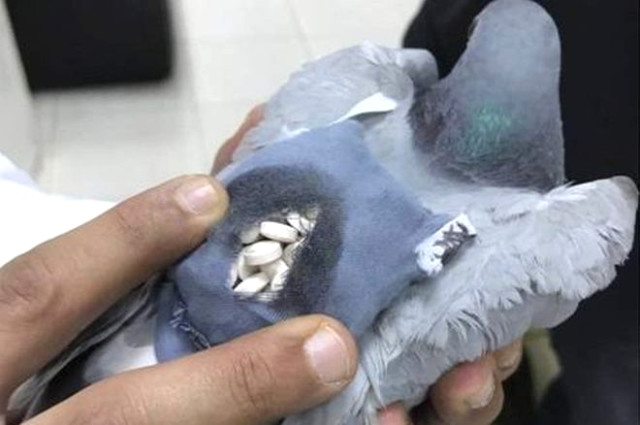 Kuveyt'te gümrük görevlileri, bir güvercinin sırtına bağlanmış kumaş bir cepte 178 adet uyuşturucu hap ele geçirdi. Güvercin, Kuveyt-Irak sınır bölgesinde El Abdali gümrük binası yakınlarında yakalandı.<br>Güvercinin